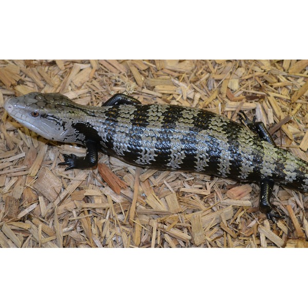 Gray and black patterned monitor lizard resting on wood-chip ground.