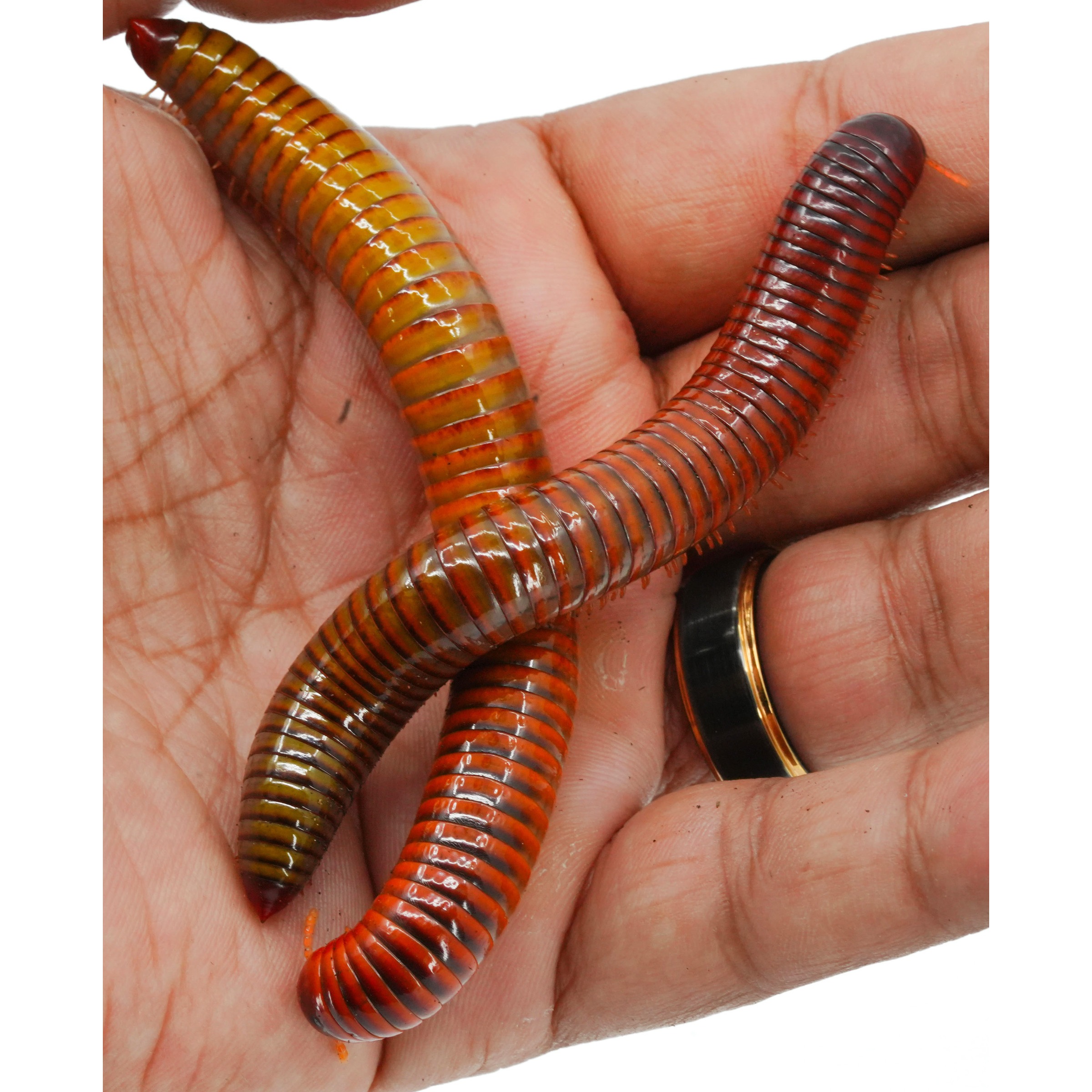 Two colorful, segmented millipedes coiled in a cupped hand