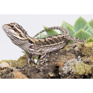 Bearded dragon lizard on rocky surface with a green succulent in the background.