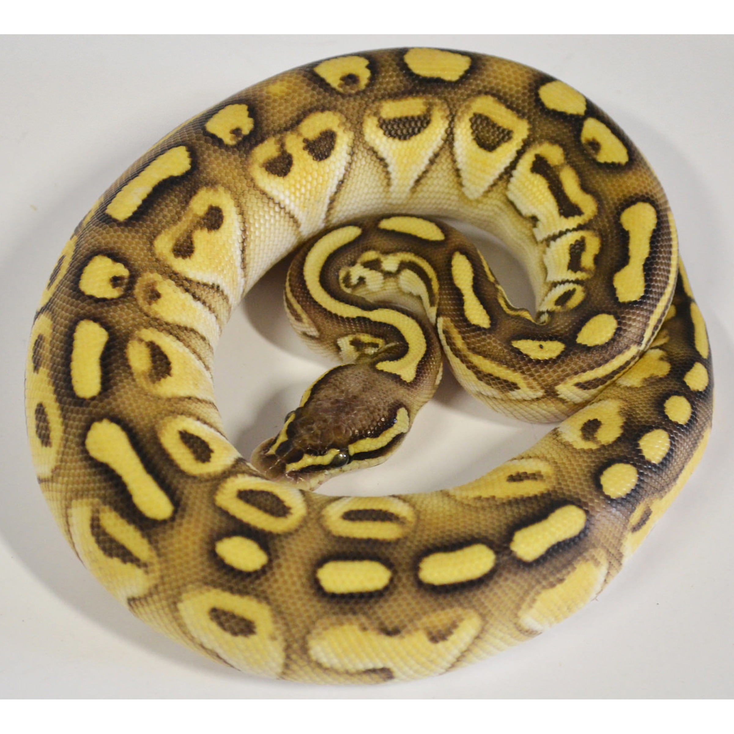Coiled ball python with yellow and brown saddle patterns on a light body.
