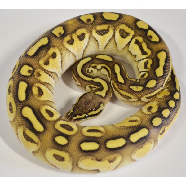 Coiled ball python with yellow and brown saddle patterns on a light body.