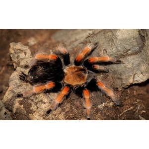 Large tarantula with orange and black legs on a rocky surface, fuzzy brown body.