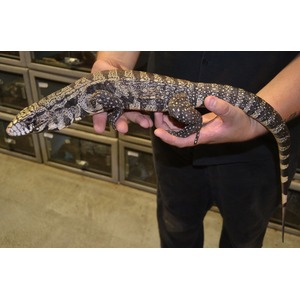 A large speckled monitor lizard is held horizontally by a person.