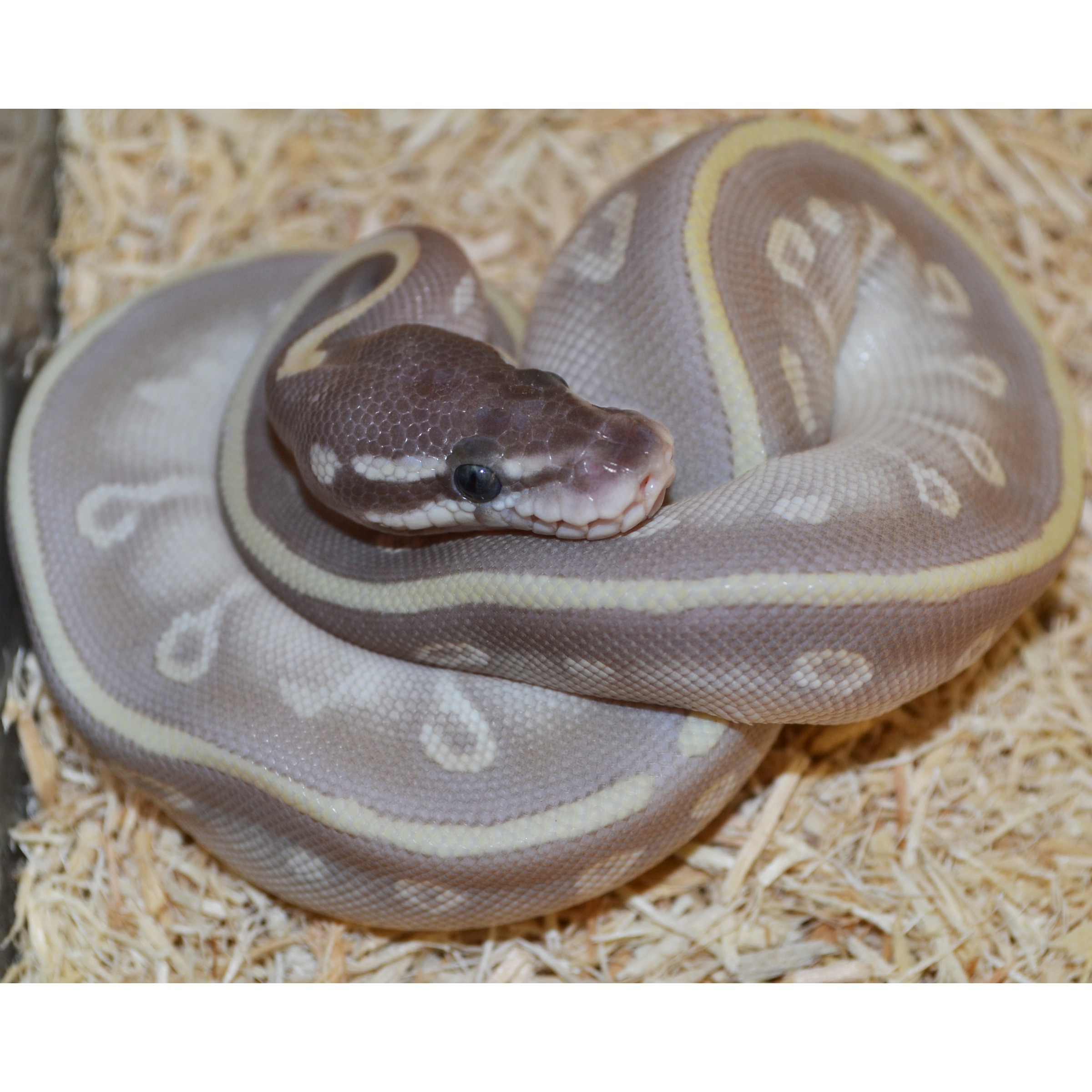 Coiled ball python with brown and cream pattern on straw bedding, head resting forward.