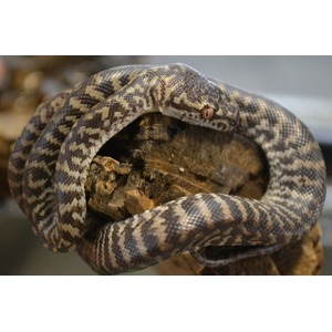 Coiled snake with brown beige pattern on a rocky surface, head raised with an orange eye.