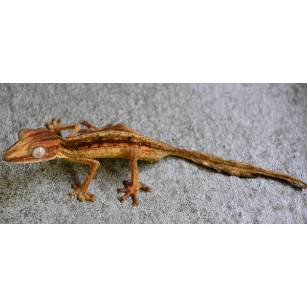 Small orange-brown gecko with a striped body and long tail on a gray surface.