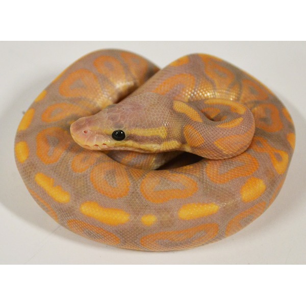 Coiled ball python with lavender-pink body and orange-yellow blotches.