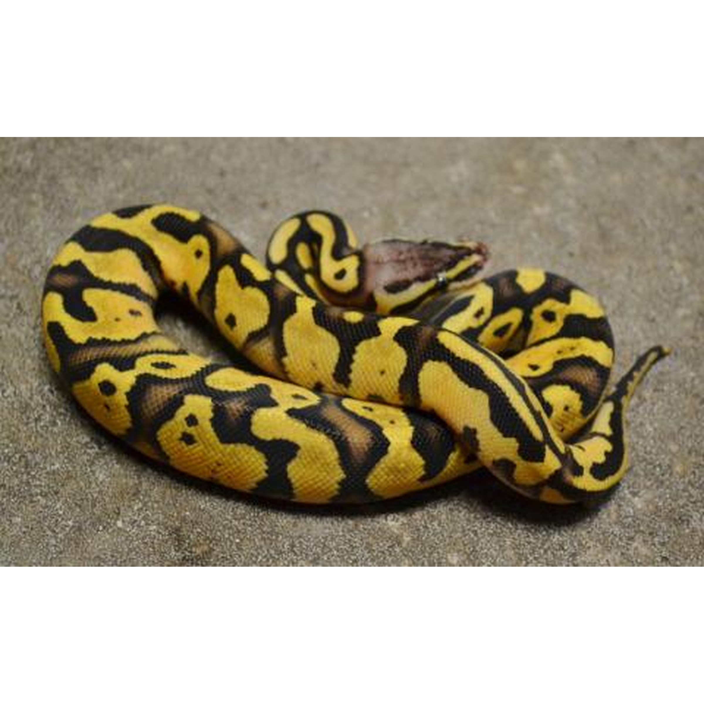 Yellow and black patterned snake coiled on a gray, sandy surface.