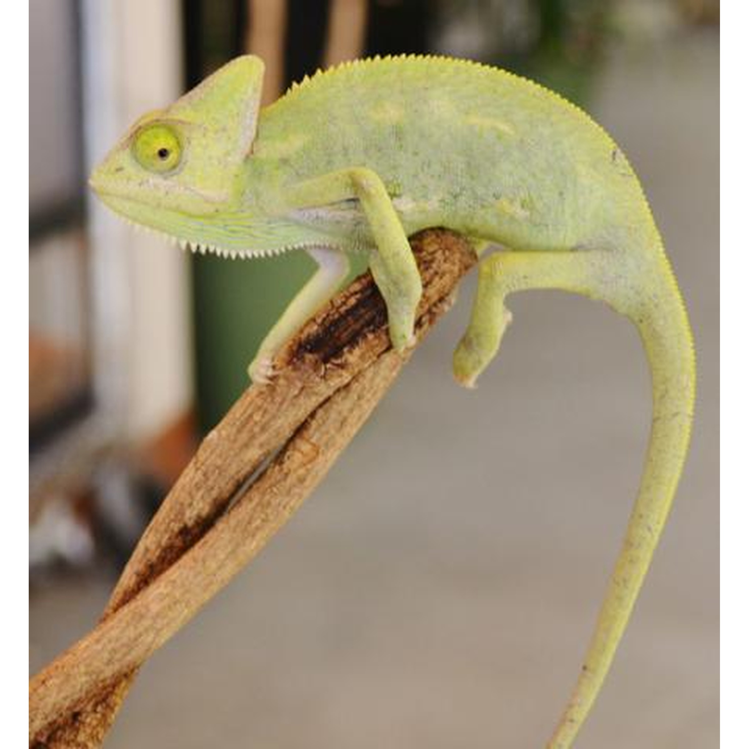Green chameleon perched on a brown branch, gripping with curling tail and zygodactyl feet.
