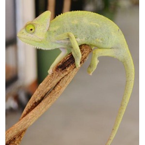 Green chameleon perched on a brown branch, gripping with curling tail and zygodactyl feet.