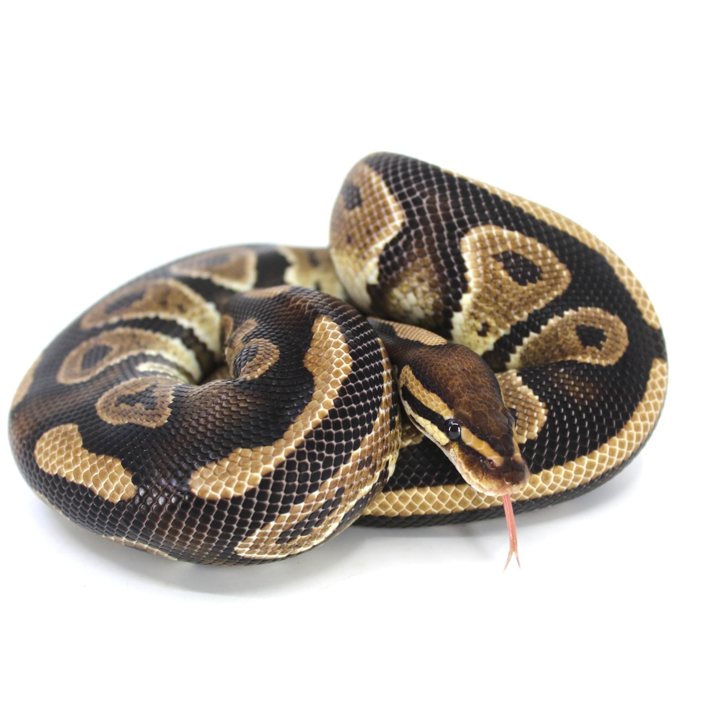 Coiled ball python with brown, tan and black patterns, tongue protruding.