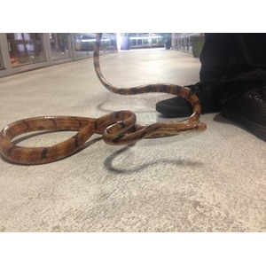Brown striped snake on a concrete floor, its coils near a boot in a hallway.
