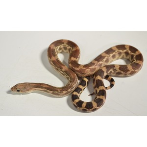Coiled brown and tan patterned snake on a pale surface.