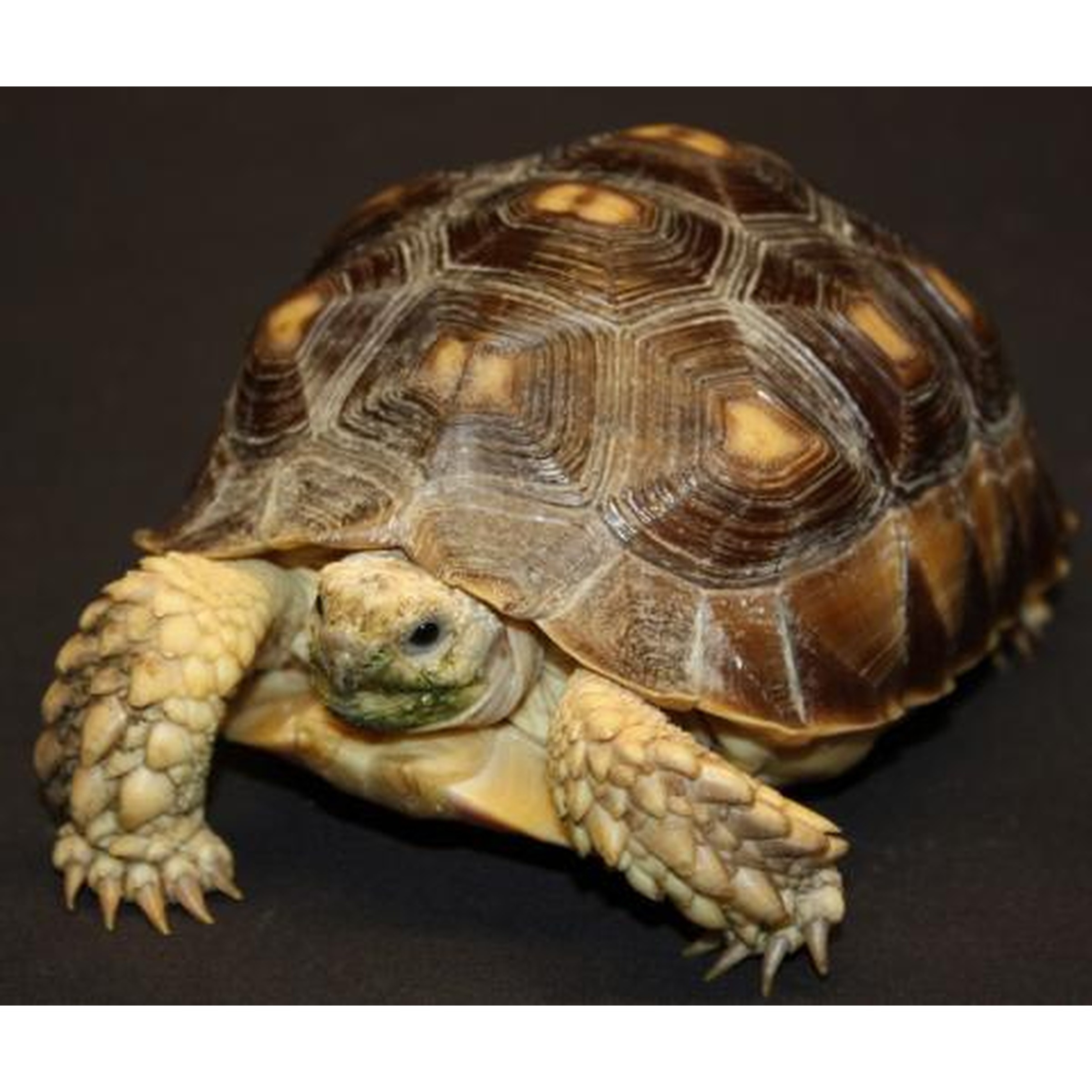 Small turtle with brown, scaly shell and clawed feet on a dark surface, head peeking forward.