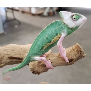 Green chameleon with pink feet perched on a wooden branch, curling tail.