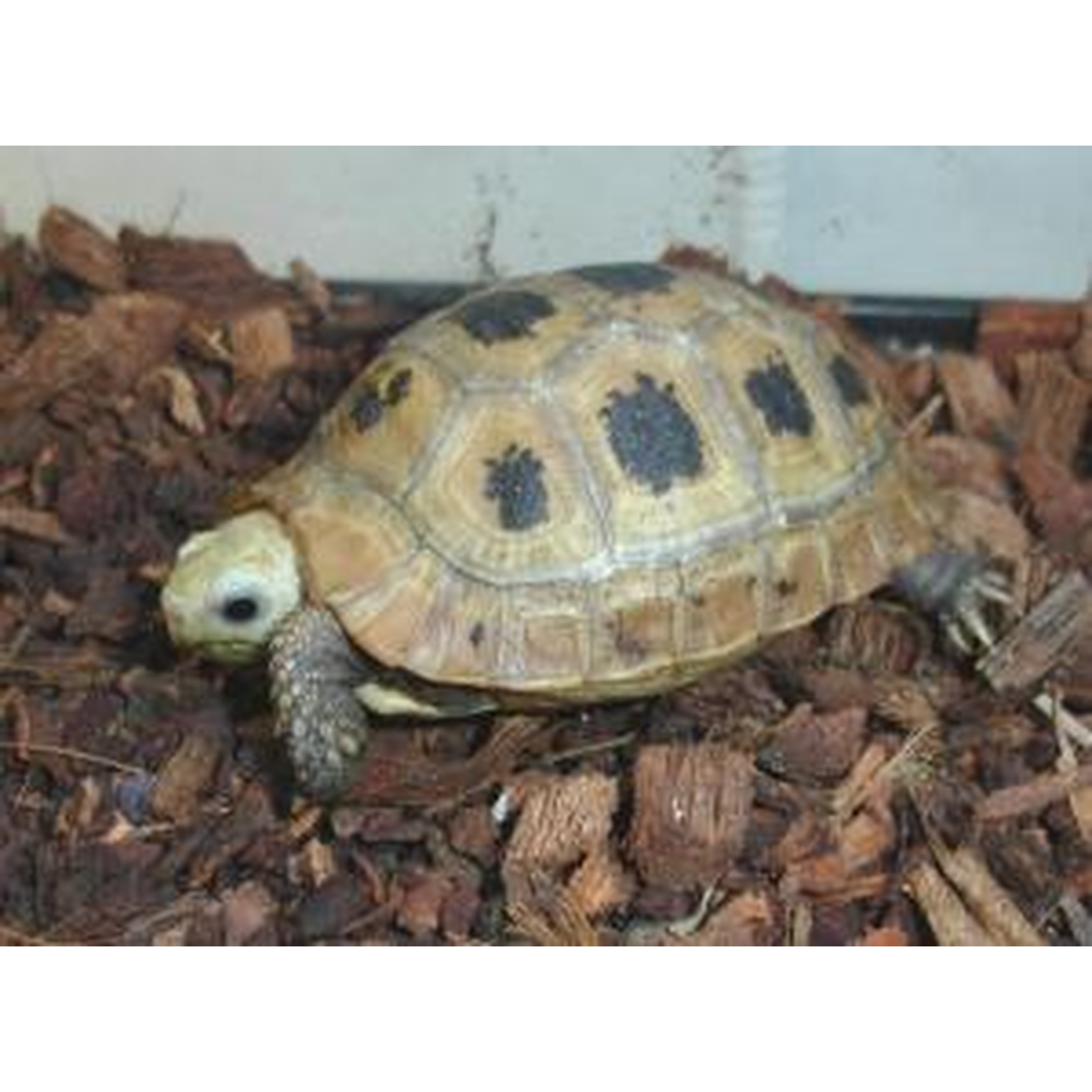 Young tortoise with a patterned shell crawls on brown wood chips.