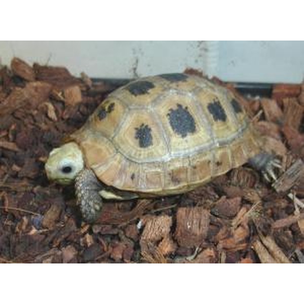 Young tortoise with a patterned shell crawls on brown wood chips.