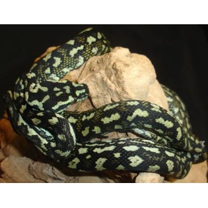A black and green patterned snake coiled on beige rocks.