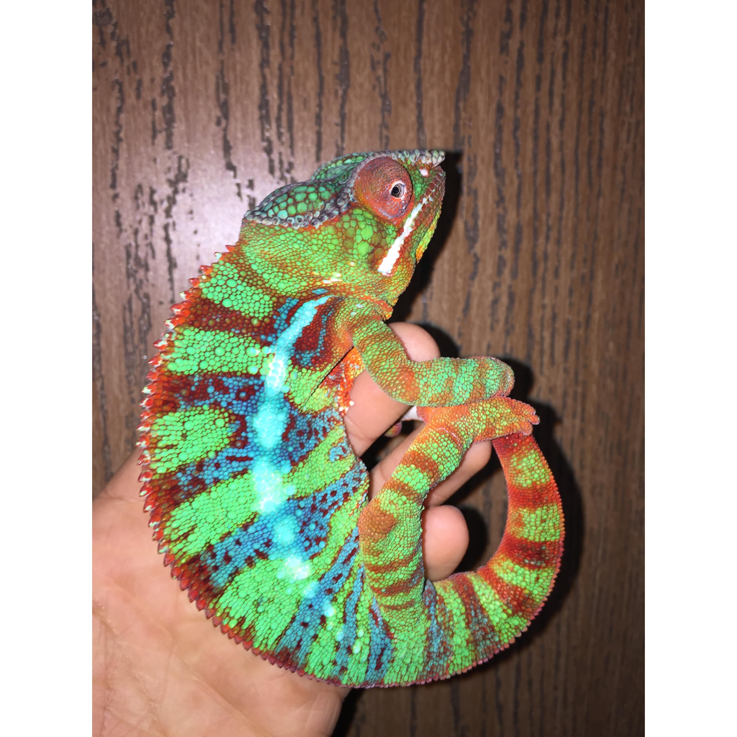 Vivid chameleon with green, red, blue scales curling its tail, held by a hand against a wooden background.