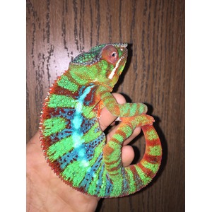 Vivid chameleon with green, red, blue scales curling its tail, held by a hand against a wooden background.
