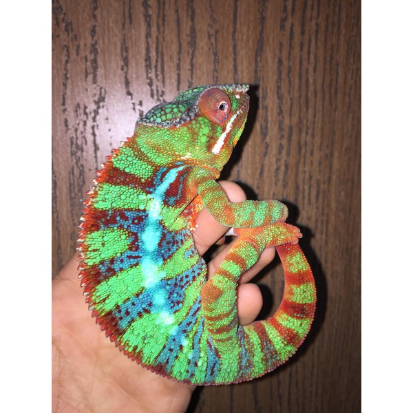Vivid chameleon with green, red, blue scales curling its tail, held by a hand against a wooden background.