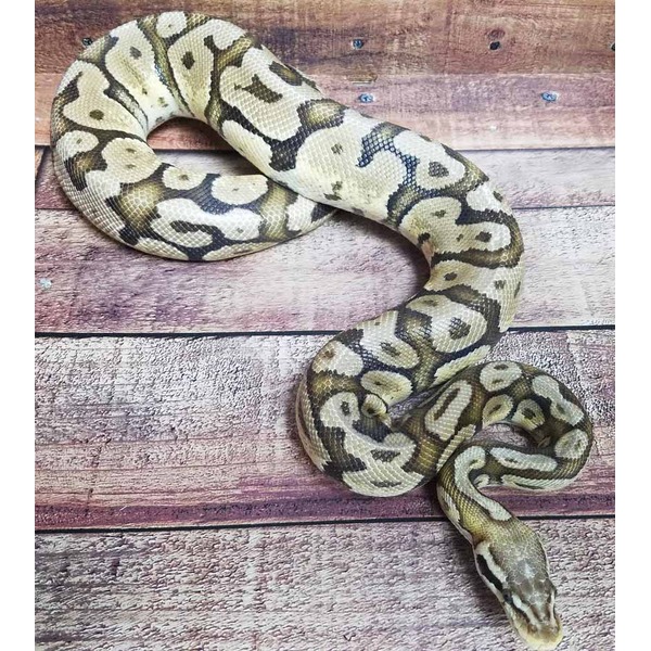 A beige and brown patterned ball python coiled on a wooden floor.