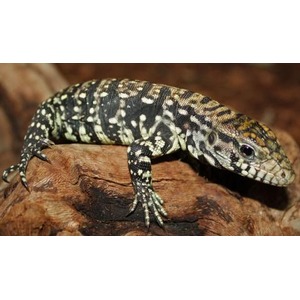 Reptile with black, white, and yellow spotted pattern resting on a brown log.