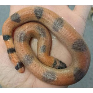 Orange snake with dark gray blotches coiled on a person's hand.