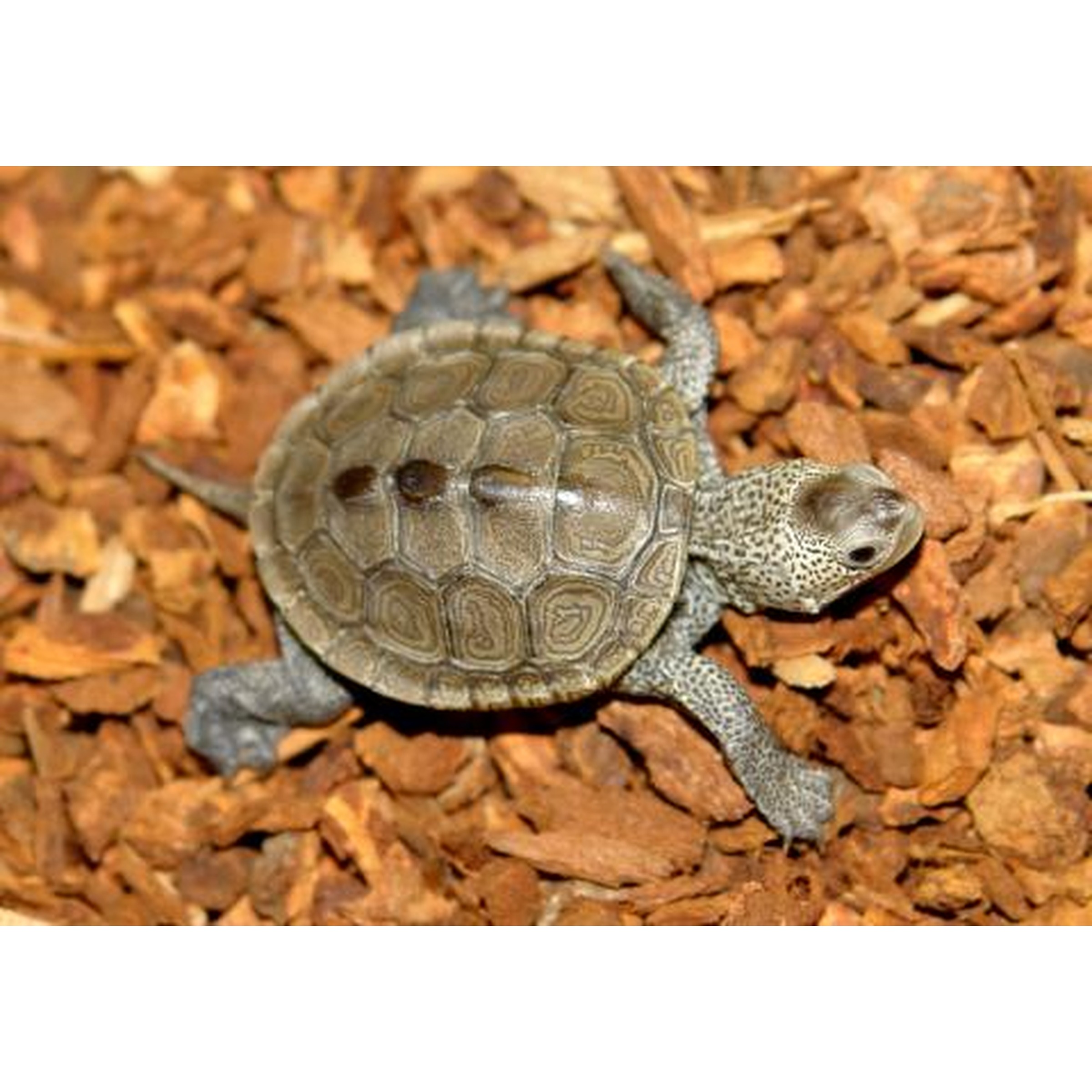 Young turtle with a gray, patterned shell and textured head on orange wood chips.
