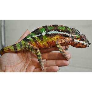 Small chameleon with vivid green, yellow, red scales perched on a hand.