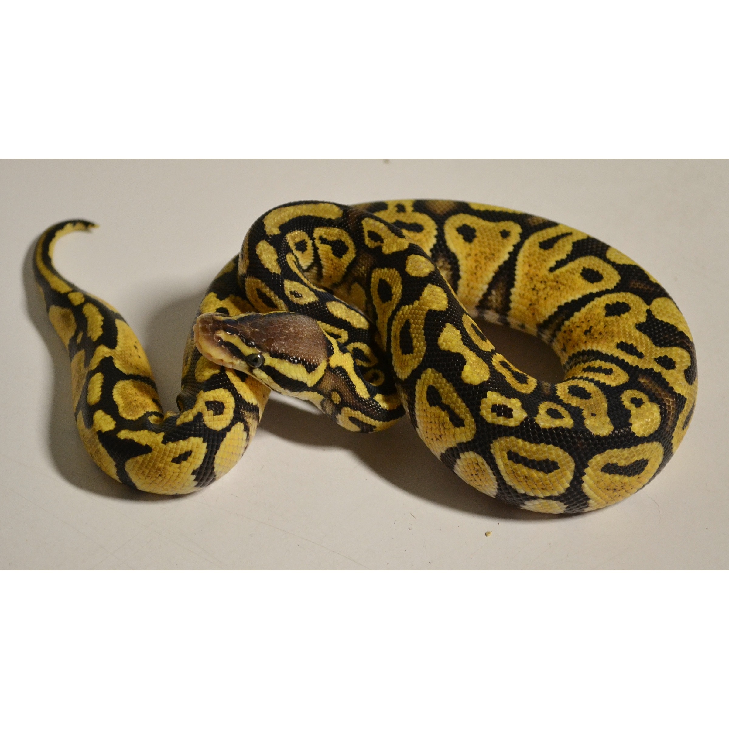 Coiled yellow and black patterned ball python on a light surface.