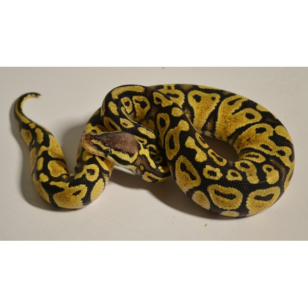 Coiled yellow and black patterned ball python on a light surface.