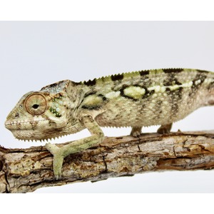 Chameleon perched on a textured branch with green and beige mosaic scales.