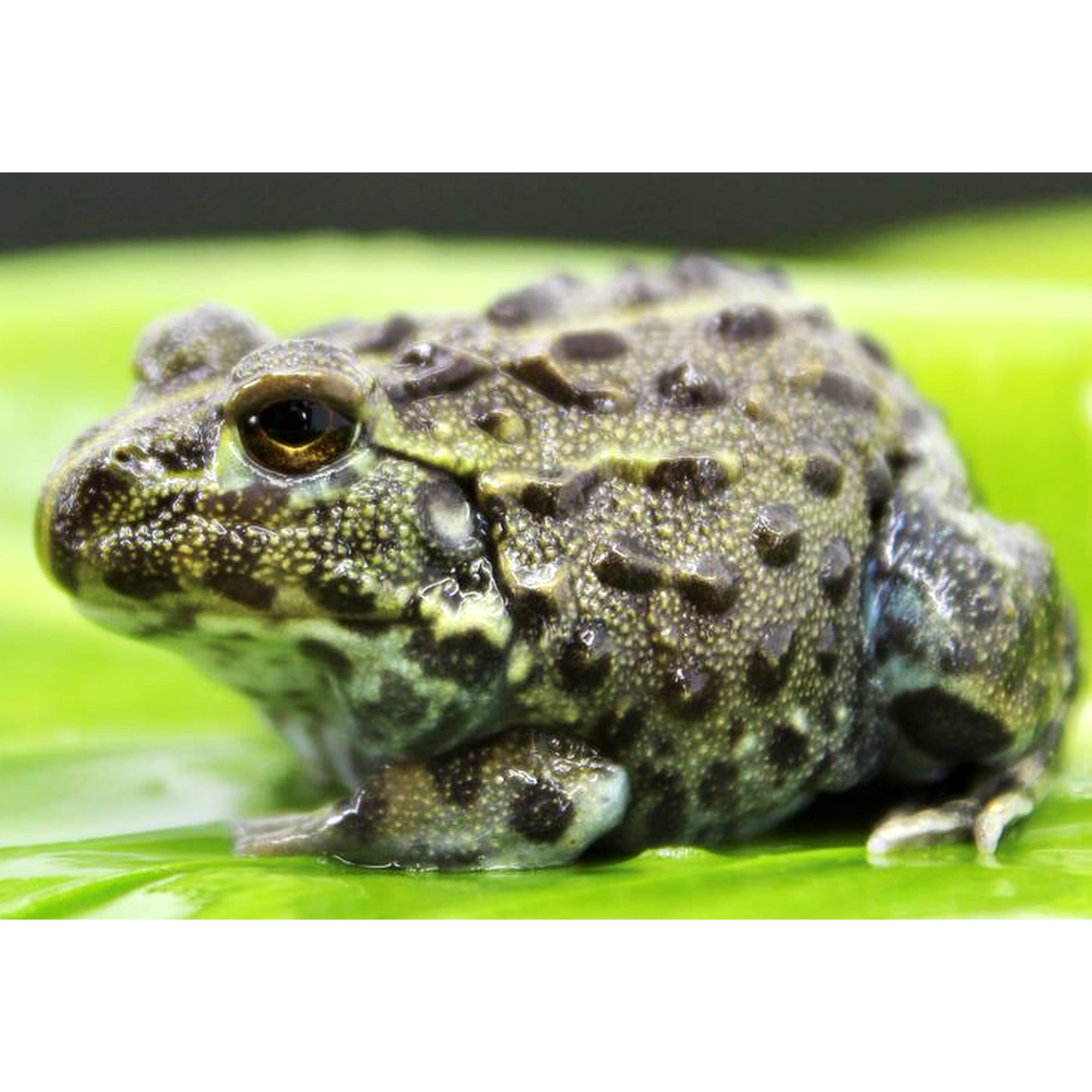Close-up of a speckled green-brown toad with warty skin resting on a glossy leaf.