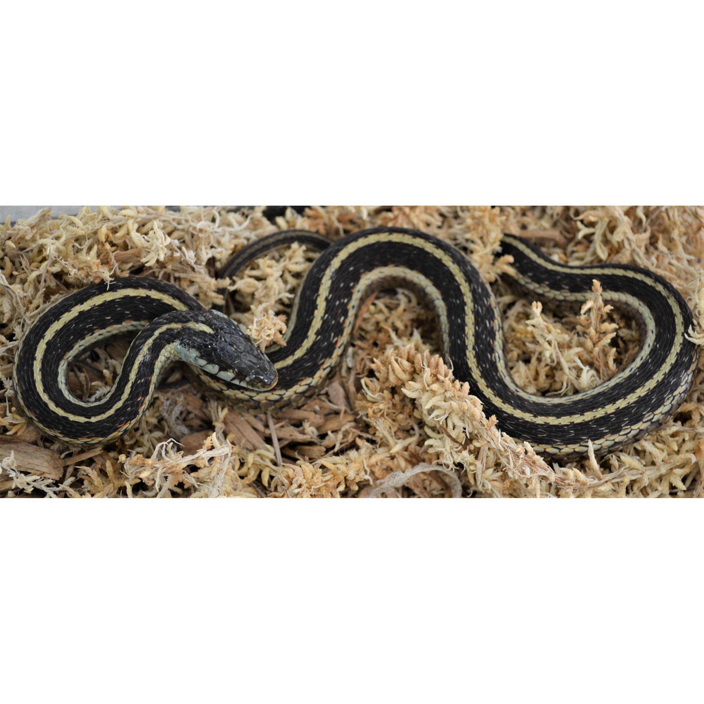 Baby Louisiana Garter Snakes For Sale | LLLReptile