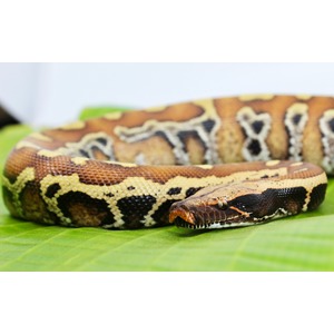 Brown and yellow patterned python coiled on a green leaf.