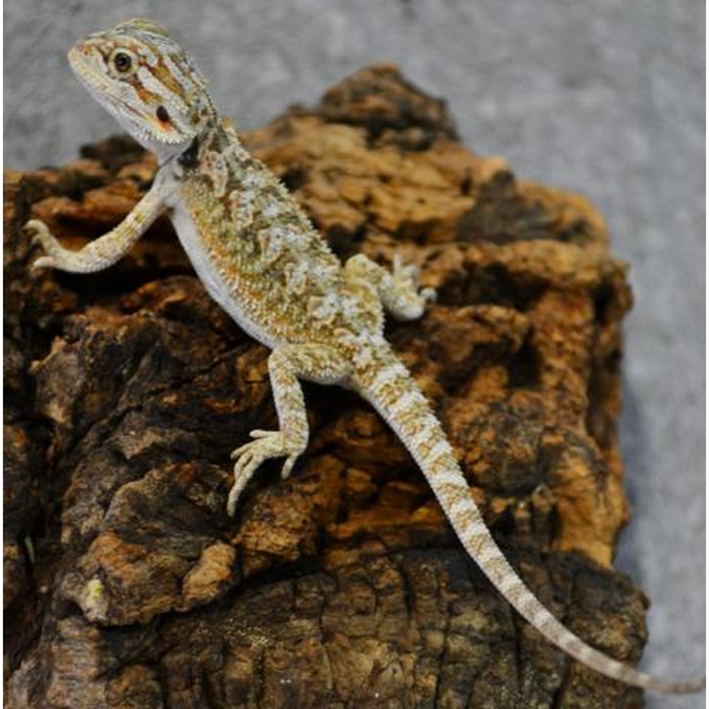 Bearded dragon lizard with mottled beige-brown body perched on rough brown rock, long tail.