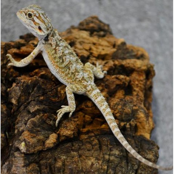 Bearded dragon lizard with mottled beige-brown body perched on rough brown rock, long tail.