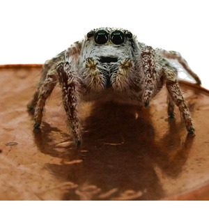 Fuzzy jumping spider with large dark eyes on a copper penny