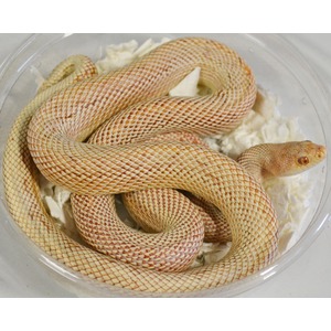 Albino corn snake coiled in a clear plastic container on crumpled white paper.