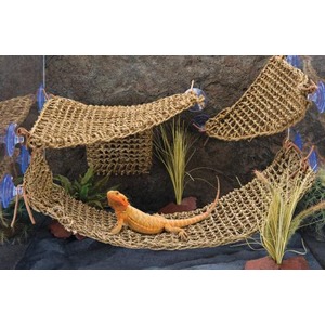 Orange bearded dragon lounging on a woven hammock inside a rocky enclosure with plants.