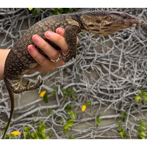 A person holds a monitor lizard with a patterned body against a backdrop of grey vines and green leaves