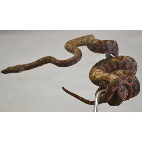 Solomon Island Tree Boas | LLLReptile