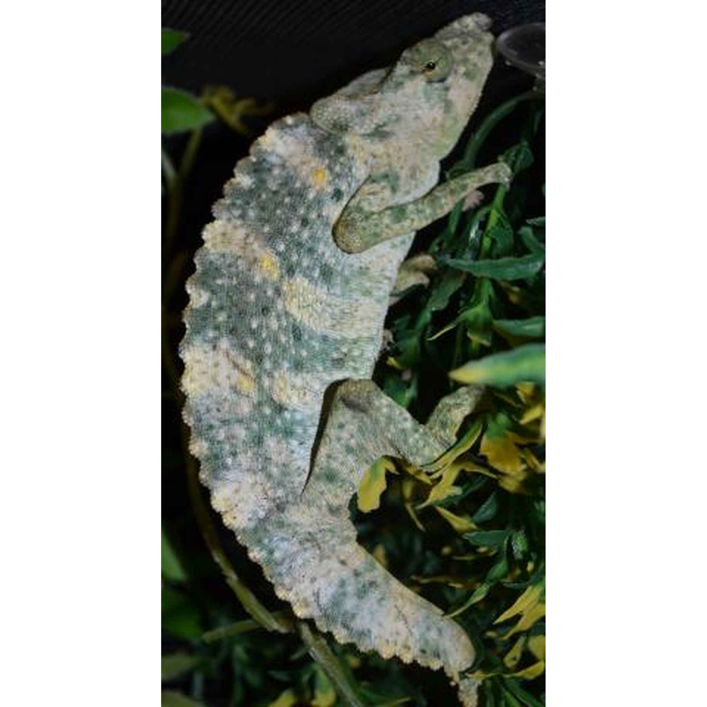 Mottled green gecko with pale spots clinging to leafy plants.