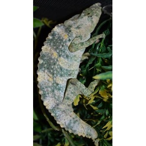 Mottled green gecko with pale spots clinging to leafy plants.