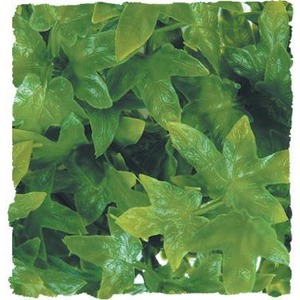 Close-up of bright green glossy ivy leaves overlapping densely.