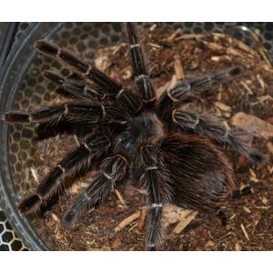 Large dark tarantula with striped legs in a clear container on soil and wood chips.