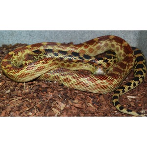 Coiled corn snake with orange, red, and yellow scales on wood mulch.