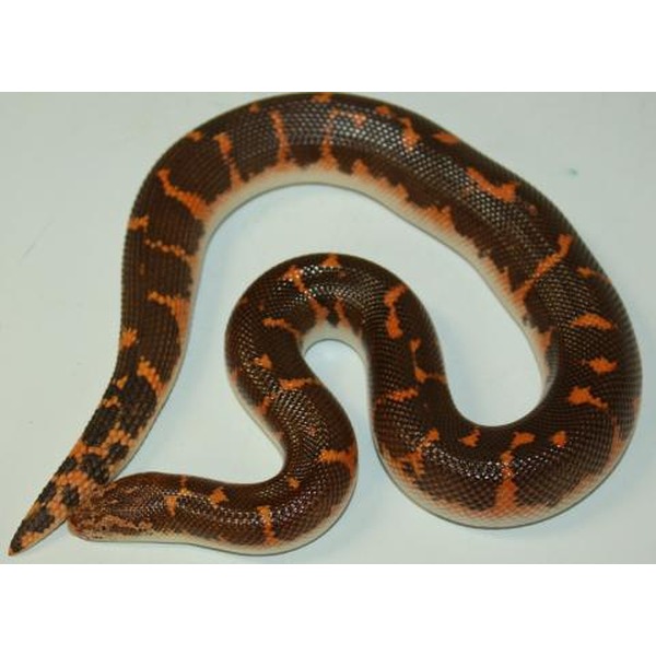 Coiled brown snake with orange saddle-patterns on a pale background.