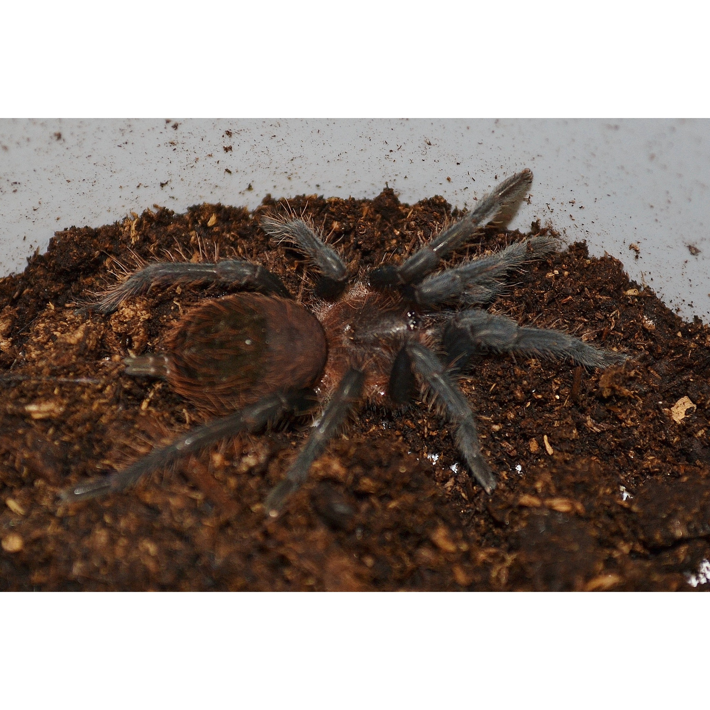 Brown, hairy tarantula with long legs sits on dark soil in a container.
